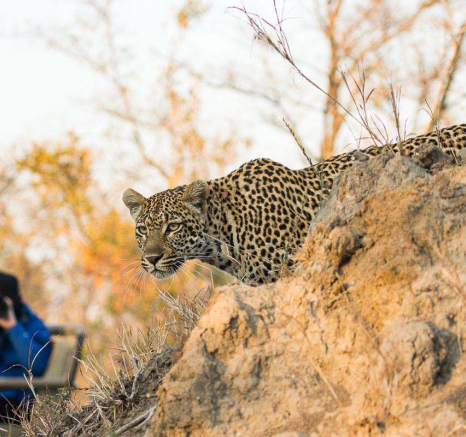 15Franscois Rosslee Hlarulini3 1 Of 1