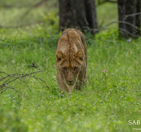 11Kyle 09 Jan Lion Cubs Final 11Kyle 09 Jan Lion Cubs Final