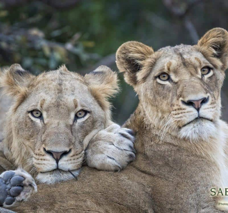 51Francois Malan Lion Cuddle 2018903 Final 51Francois Malan Lion Cuddle 2018903 Final