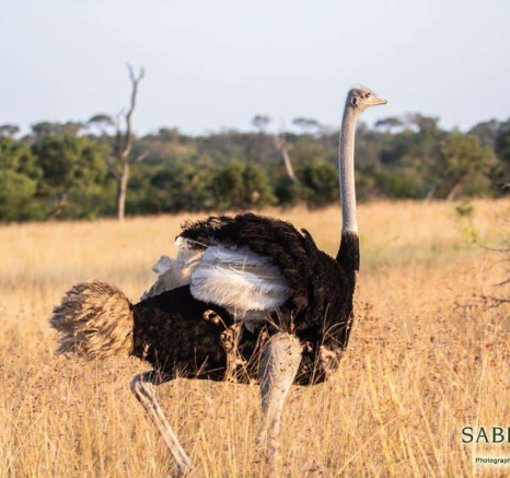 42Frederik Aucamp Ostrich 13 05 2019 Final