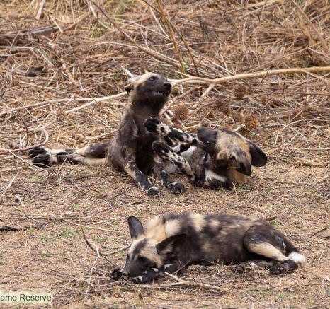 26Louise Murray Wild Dogs 22102019 3 Final