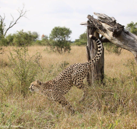 29Erin Herbst Cheetah 4 070521 Final