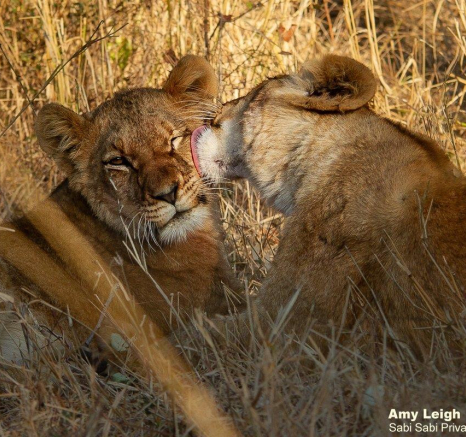 B33Amy Leigh Lion SP Nwas 2 020821 Final