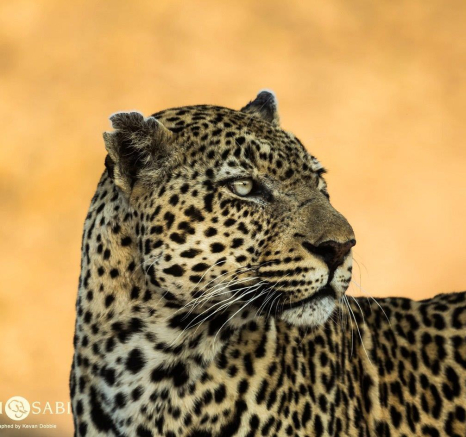 15Kevan Dobbie Kashan 21.06.6 Final