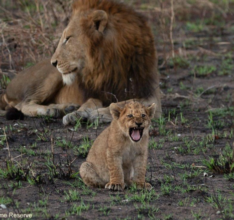 16andries Lions.styx Blog 9 Final