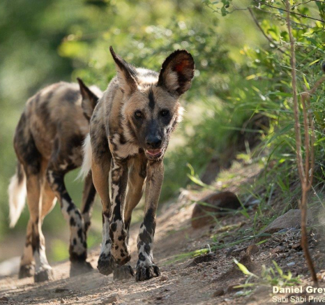 A09Daniel Greyvenstein Wild Dogs 291122 4 Final