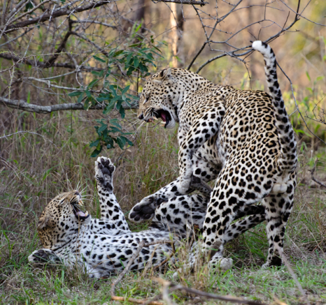 Sabi Sabi Photography 12 Sabi Sabi Photography 12