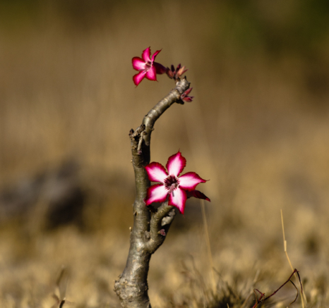 Impala Lilly Impala Lilly