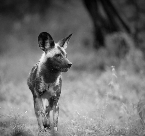 Lance Wild Dogs 4 Lance Wild Dogs 4