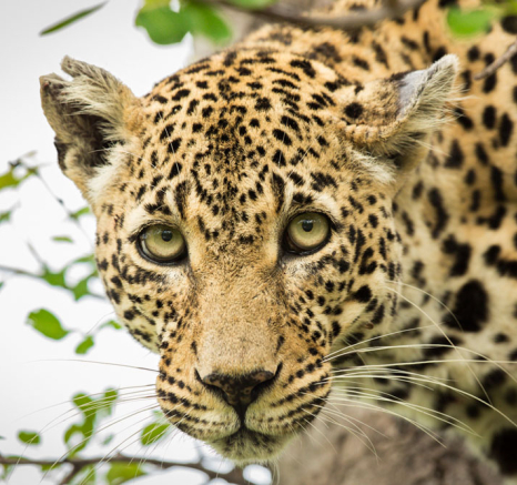 Pravir Patel Nottins Cub 03 Pravir Patel Nottins Cub 03
