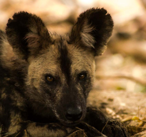 04Sheldon Hooper Dogs 04Sheldon Hooper Dogs