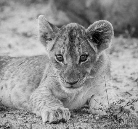 07Franscois Rosslee Lioncub2 M 1 07Franscois Rosslee Lioncub2 M 1