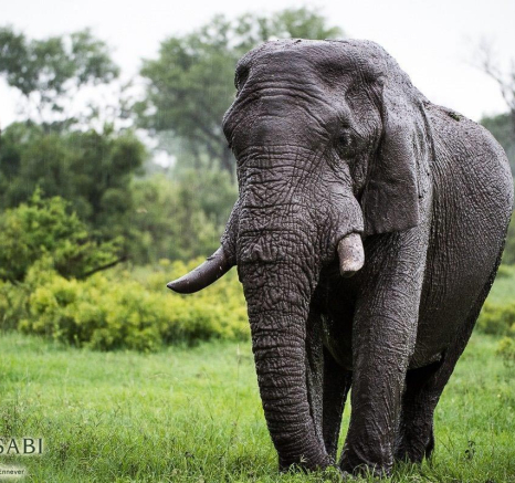 29Terry Ennever Elephant Bull 8117 Final 29Terry Ennever Elephant Bull 8117 Final