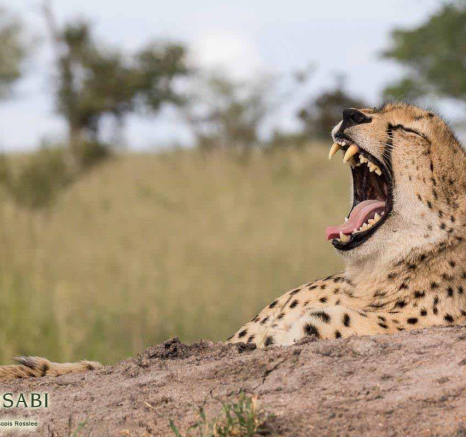 13Franscois Rosslee Cheetah 04042018 1 Final 13Franscois Rosslee Cheetah 04042018 1 Final