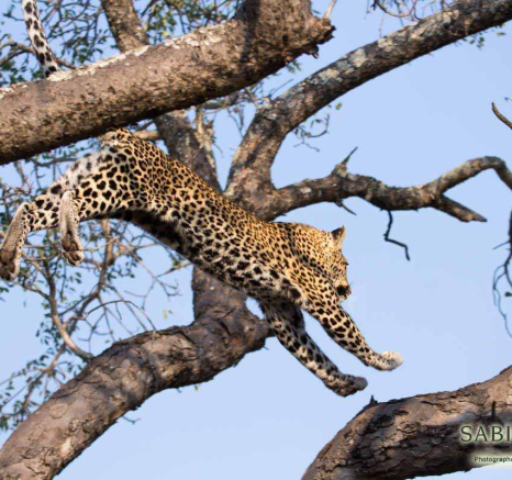 14Frederik Aucamp Leopard LBC 2 Final 14Frederik Aucamp Leopard LBC 2 Final