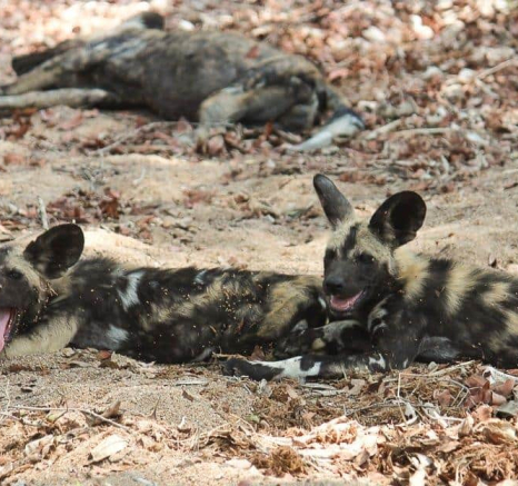 30Renche Van Heerden Wild Dogs 18 11 2018 Final 30Renche Van Heerden Wild Dogs 18 11 2018 Final