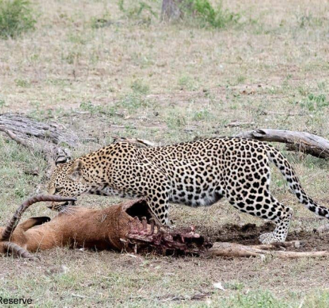 37ronald Mutero Tsumi And Hyena 10112020 4 Final 37ronald Mutero Tsumi And Hyena 10112020 4 Final