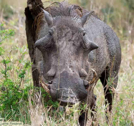A19ronald Mutero Warthog 24102022 4 Final A19ronald Mutero Warthog 24102022 4 Final