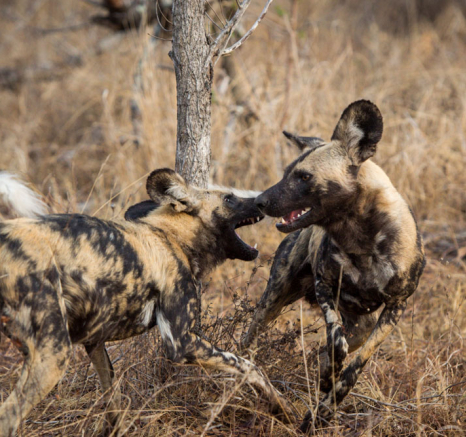 Wild Dogs 3 Wild Dogs 3