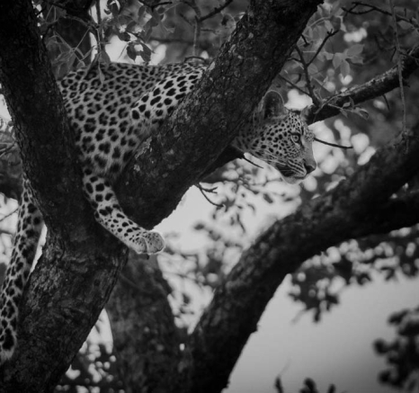 Mike L Little Bush Cub 3 Mike L Little Bush Cub 3