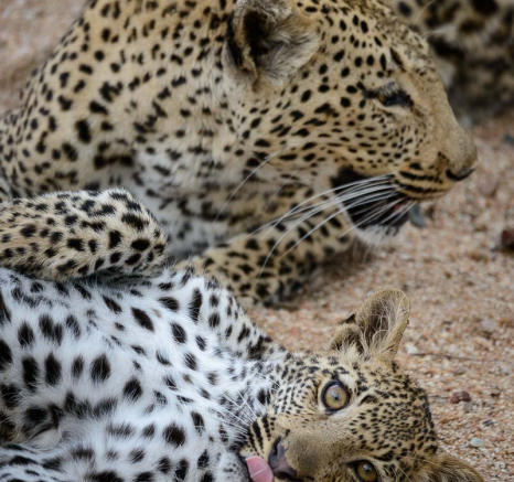 12Mike Palmer Leopard02 12Mike Palmer Leopard02