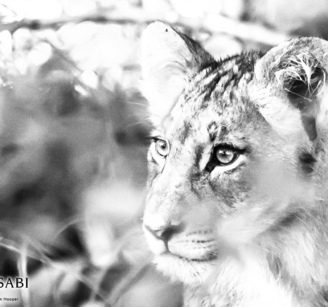 26Sheldon Hooper Sp Tamboti 18 03 17 Final