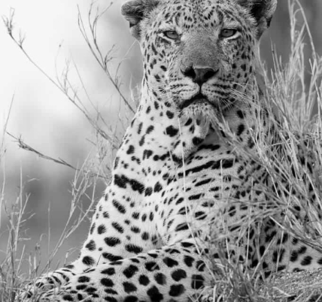 Ally Ross 20181127 Xovo 04  Final