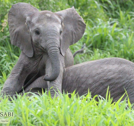27Gregory Heasman Baby Elephants 17012019 Final 27Gregory Heasman Baby Elephants 17012019 Final