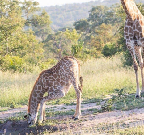 45Frederik Aucamp Giraffe Drinking 27 02 2019 Final 45Frederik Aucamp Giraffe Drinking 27 02 2019 Final