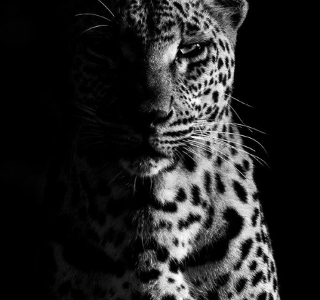 21Kevin Van Der Linde Ntsumi 27042019 Final