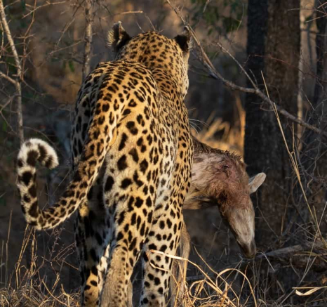 07Kevin Van Der Linde Maxabeni 18102019 2 Final