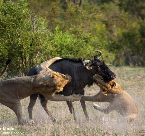 22Kevin Van Der Linde Lion Kill 19122018 5 Final 22Kevin Van Der Linde Lion Kill 19122018 5 Final