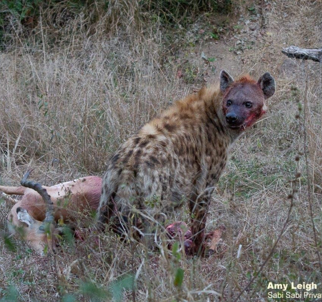 20Amy Leigh Hyaena 2 140721 Final