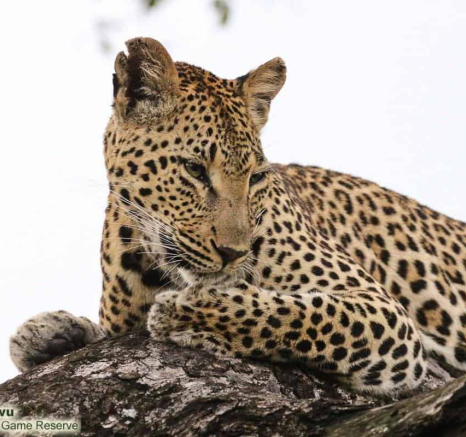21andries.ndlovu Leopard 14.3.20 7 Final 21andries.ndlovu Leopard 14.3.20 7 Final