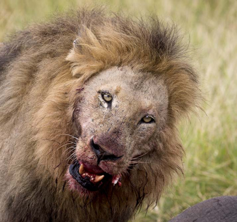 Kyle SRM Males And SP Females 14 Kyle SRM Males And SP Females 14