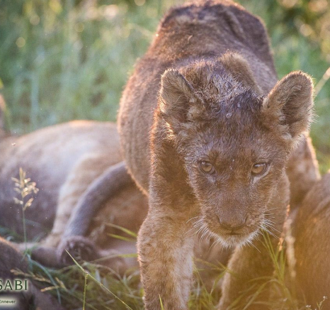 30Terry Ennever Lions 11117 Final