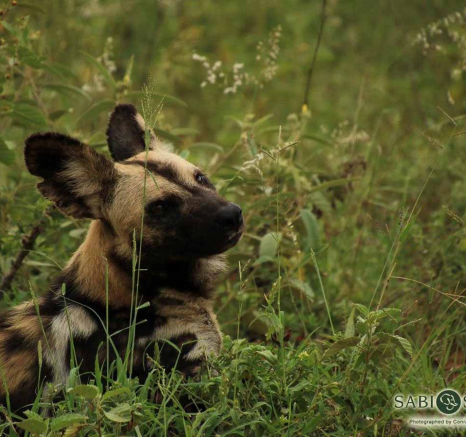 46Conrad Zeelie Wild Dog Final