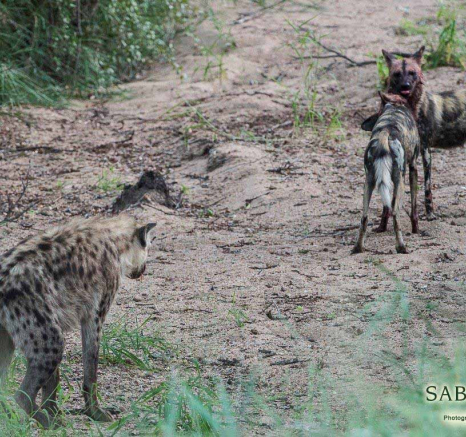 41Terry Ennever Wild Dog 2018419 3 Final 41Terry Ennever Wild Dog 2018419 3 Final