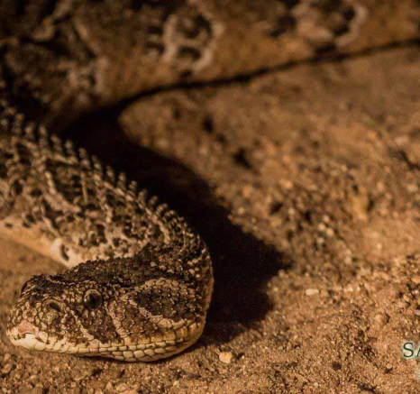 32Kevan Dobbie Puff Adder290418 Final 32Kevan Dobbie Puff Adder290418 Final