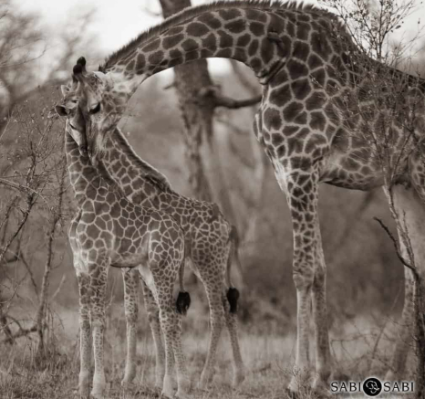 22 Kevan Dobbie Giraffe 190818 Final 22 Kevan Dobbie Giraffe 190818 Final