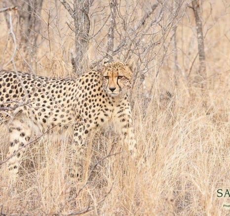 14Kerry Lee Roberg Cheetah 29082018 1 Final 14Kerry Lee Roberg Cheetah 29082018 1 Final