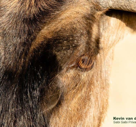 34Kevin Van Der Linde Blue Wildebeest 26102019 Final 34Kevin Van Der Linde Blue Wildebeest 26102019 Final