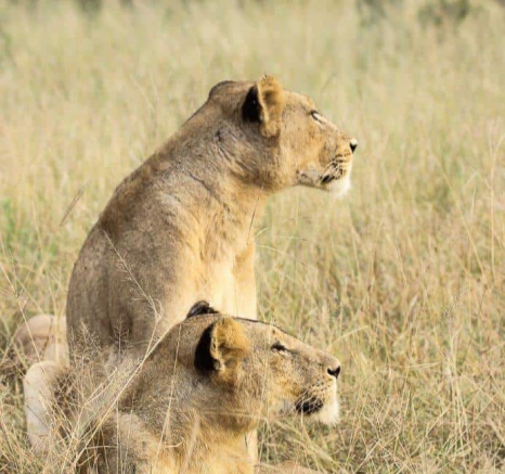 12Louise Murray Mhangheni 24032020 1 Final