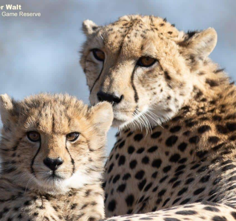 14Tyron Van Der Walt Cheetah And Cubs 160720 2 Final 14Tyron Van Der Walt Cheetah And Cubs 160720 2 Final