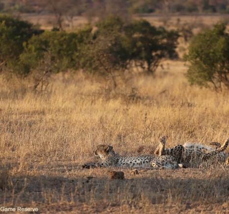 35Marco Vietti Male Cheetah 230820 Final 35Marco Vietti Male Cheetah 230820 Final