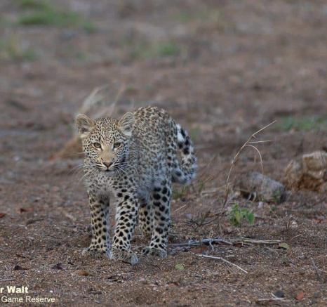 05Tyron Van Der Walt Kigelia And Cub 090920 5 Final 05Tyron Van Der Walt Kigelia And Cub 090920 5 Final