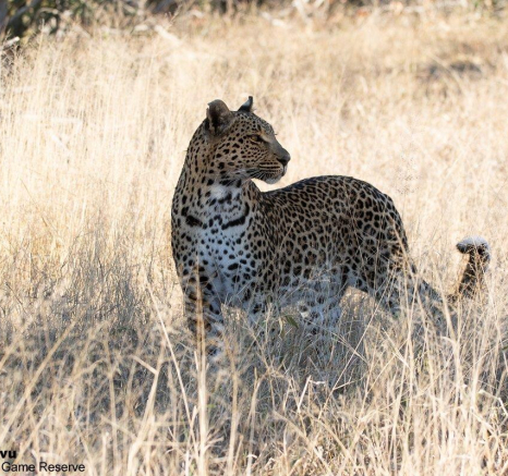 03andries Leopard.ntsumi 300621 6 Final 03andries Leopard.ntsumi 300621 6 Final