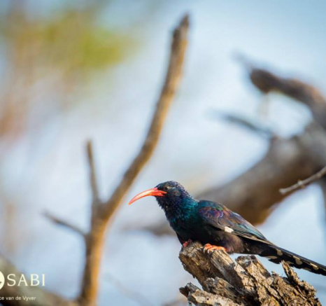 10450856 809985319049121 4033017418742025815 N