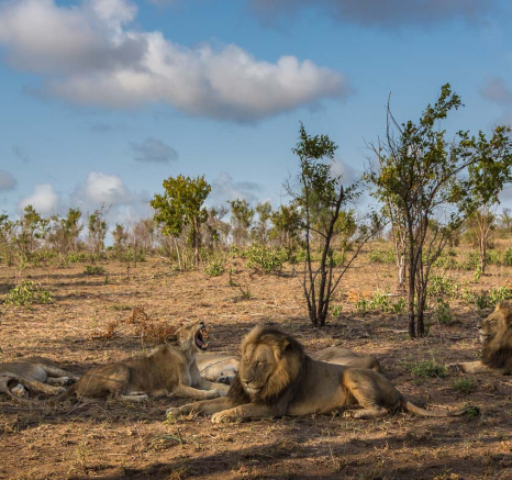 03Pravir Patel Lion01