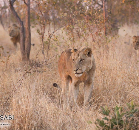 21Frederik Aucamp SP Lions Plus 2 Talamati Males 11 07 2019 1 Final 21Frederik Aucamp SP Lions Plus 2 Talamati Males 11 07 2019 1 Final